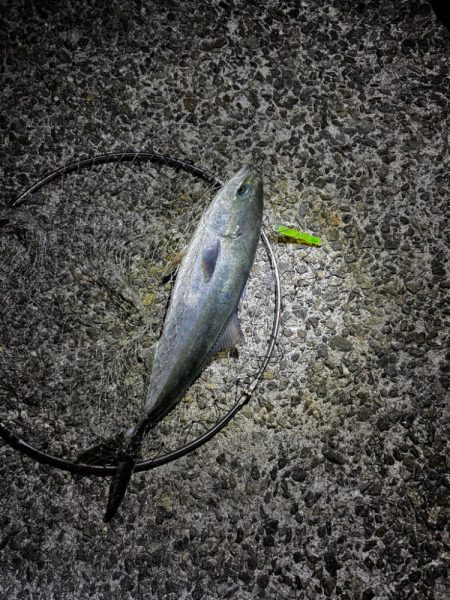 太刀魚釣り！