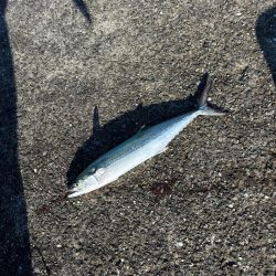 祭りは場所によるんですね。。