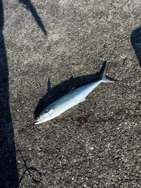 祭りは場所によるんですね。。