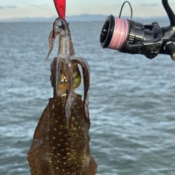 エギングまだまだ釣れます