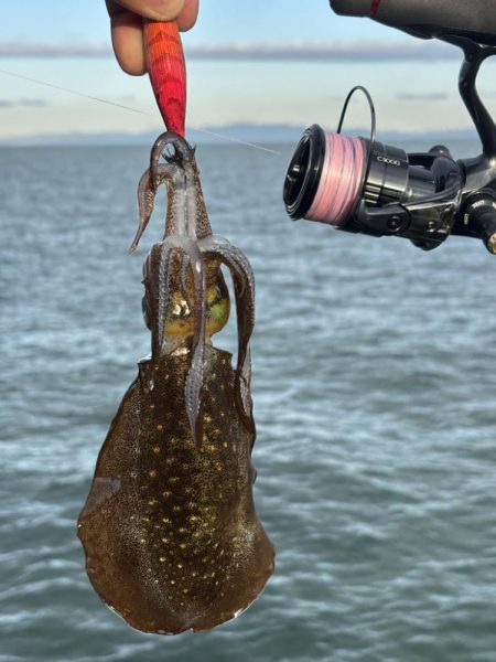 エギングまだまだ釣れます