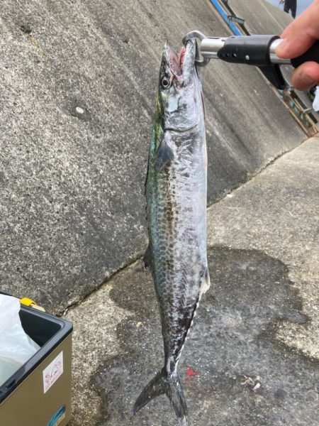 まだ祭り継続で多種の参加