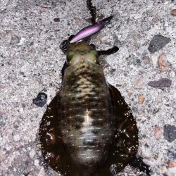 朝活4時から5時エギング