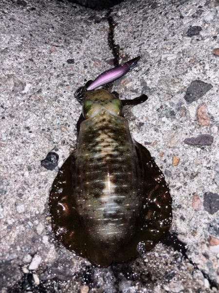 朝活4時から5時エギング