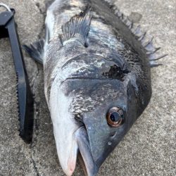 チヌ、グレ多数　エビ撒き