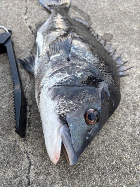 チヌ、グレ多数　エビ撒き