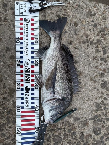 青物は何処に？