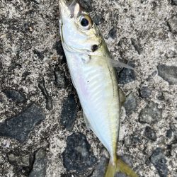 鯵を探して三千里 Vol.94