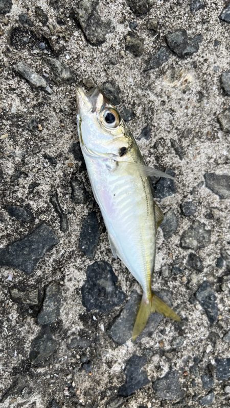 鯵を探して三千里 Vol.94