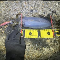 秋🦑　潮が大事！😊