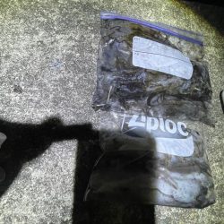 夜エギング好調〜