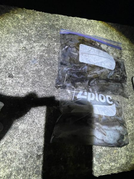 夜エギング好調〜