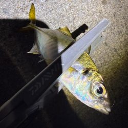 アジングに沼る私