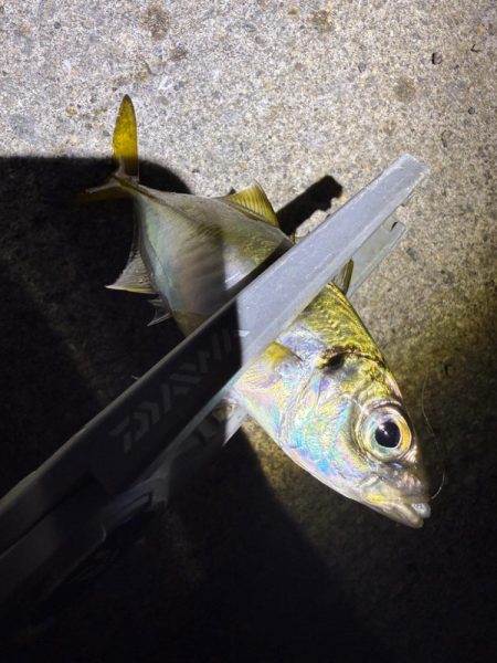 アジングに沼る私