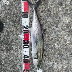 サゴシ祭り参加