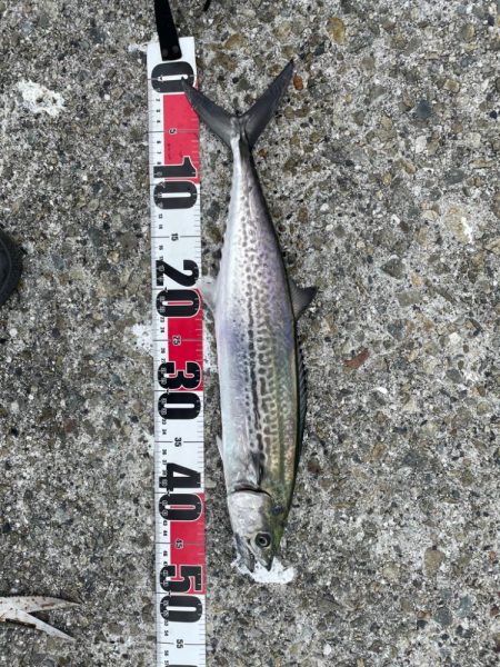 サゴシ祭り参加