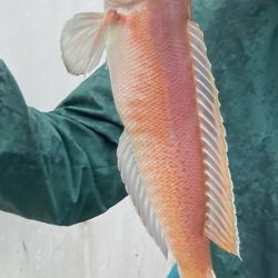 初アマラバで出会えました！