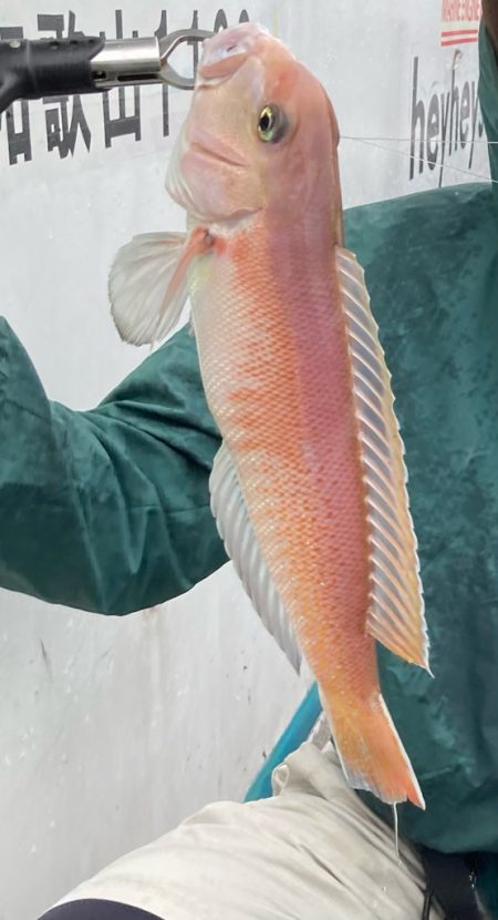 初アマラバで出会えました！