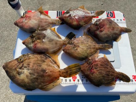 幻の8尾目、カワハギスタの無念