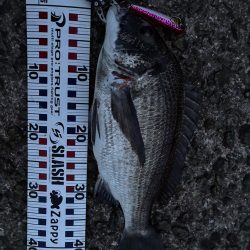 【悲報】サゴシ祭り終了のお知ら