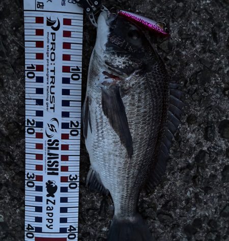 【悲報】サゴシ祭り終了のお知ら