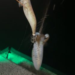 月夜のエギング