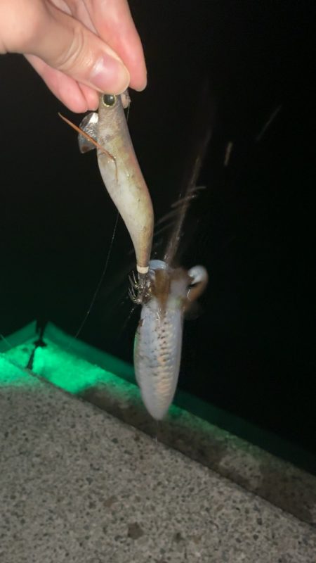 月夜のエギング