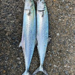 今週もサゴシマルチ