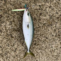 久しぶりのハマチ