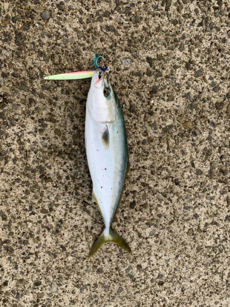 久しぶりのハマチ