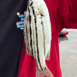 ファミリーフィッシング🎣