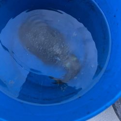 アオリイカ釣りに