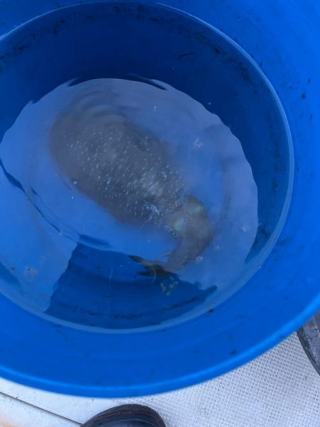 アオリイカ釣りに