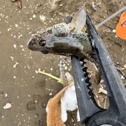 ちょい投げどアジング