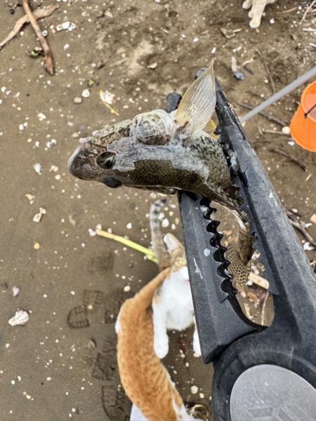 ちょい投げどアジング