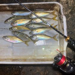 干潮潮止まりの悶絶アジング