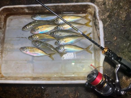 干潮潮止まりの悶絶アジング