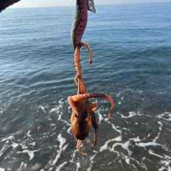 アオリイカ釣行