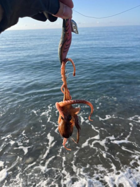 アオリイカ釣行