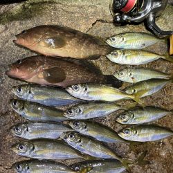 潮とひらめっこの悶絶アジング