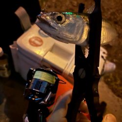 さてどんなものかね