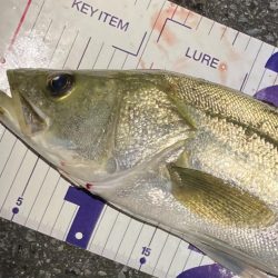 シーバスフィッシング