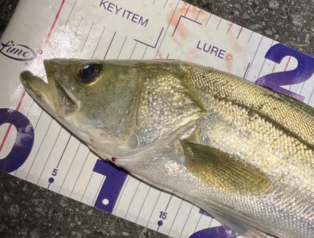 シーバスフィッシング