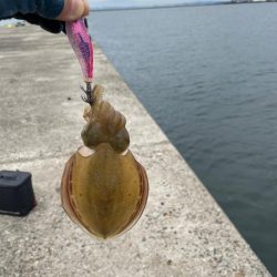 アオリイカはお留守でした