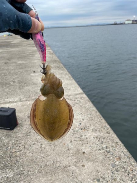 アオリイカはお留守でした
