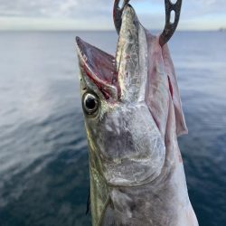 朝マヅメサゴシ