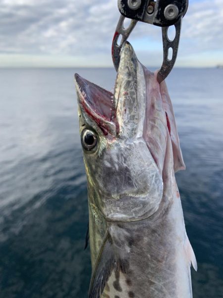 朝マヅメサゴシ