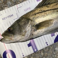 シーバスフィッシング