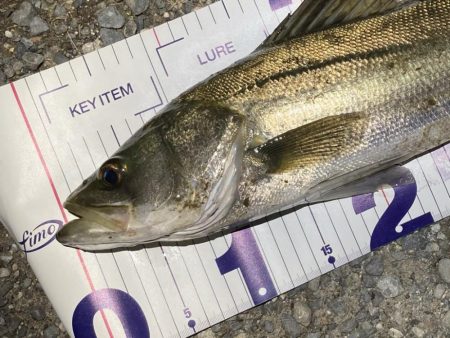 シーバスフィッシング