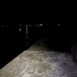 秋イカ探し 失敗